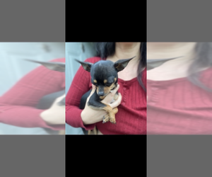 Father of the Chiweenie puppies born on 06/07/2026