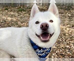 Siberian Husky Dogs for adoption in Pueblo, CO, USA