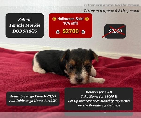 Medium Photo #1 Morkie Puppy For Sale in TUCSON, AZ, USA