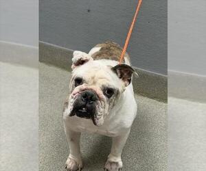 Bulldog-Unknown Mix Dogs for adoption in Las Vegas, NV, USA