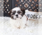 Small #1 Shih Tzu