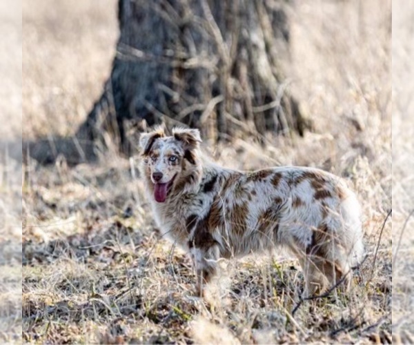 Medium Photo #6 Australian Shepherd Puppy For Sale in LODA, IL, USA