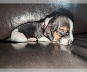 Basset Hound Puppy for sale in EDGAR SPRINGS, MO, USA