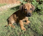 Small Photo #123 Rhodesian Ridgeback Puppy For Sale in KELLER, TX, USA