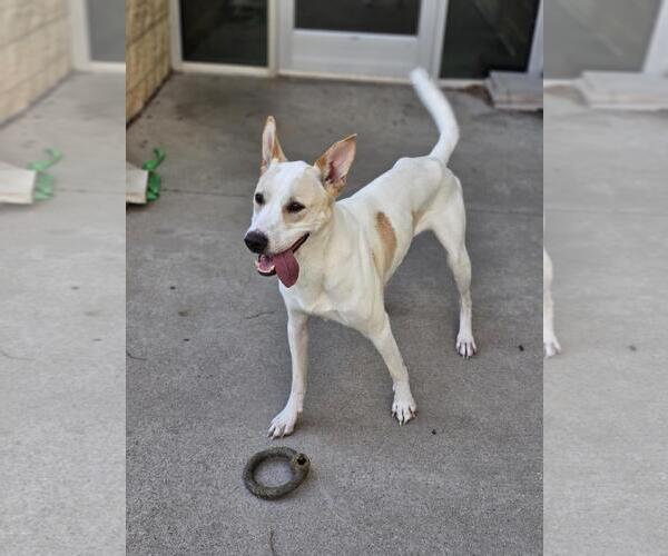 Medium Photo #24 Mutt Puppy For Sale in Rockwall, TX, USA