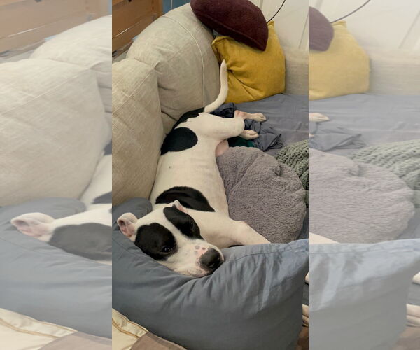 Medium Photo #8 American Pit Bull Terrier Puppy For Sale in Rockville, MD, USA