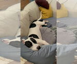 Small #7 American Pit Bull Terrier