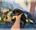 Small #4 Cane Corso