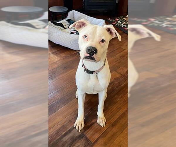 Medium Photo #1 Boxer-Unknown Mix Puppy For Sale in Orange, CA, USA