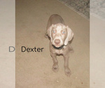 Puppy 8 Weimaraner