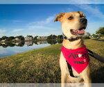 Small #4 Labrador Retriever Mix