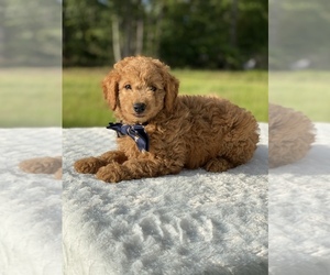 Goldendoodle Puppy for sale in FROSTPROOF, FL, USA