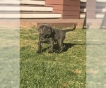 Small Photo #24 Neapolitan Mastiff Puppy For Sale in BRISTOW, VA, USA