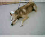 Small German Shepherd Dog