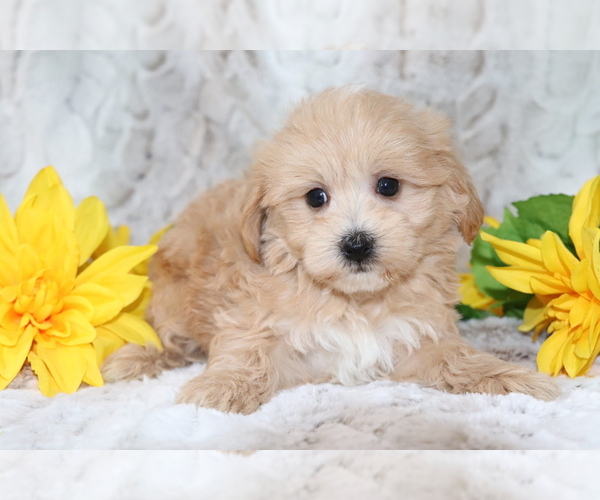 Medium Photo #2 Maltipoo Puppy For Sale in SHILOH, OH, USA