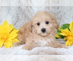 Small #1 Maltipoo