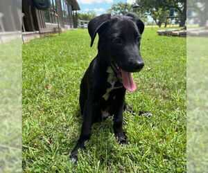 Medium Labrador Retriever Mix