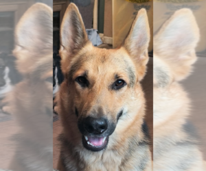 Elsie - Female German Shepherd Dog Dog for Adoption - Photo #2
