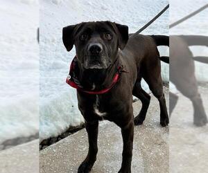 Labrador Retriever-Unknown Mix Dogs for adoption in Louisville, KY, USA