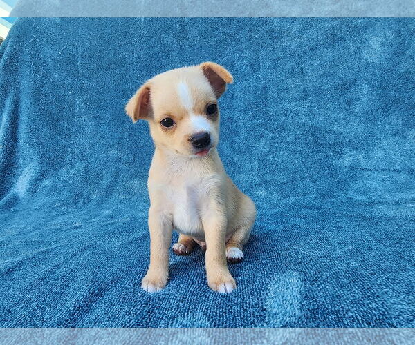 Medium Photo #9 Chihuahua-Unknown Mix Puppy For Sale in San Francisco, CA, USA