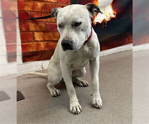 Mutt Dogs for adoption in San Bernardino, CA, USA