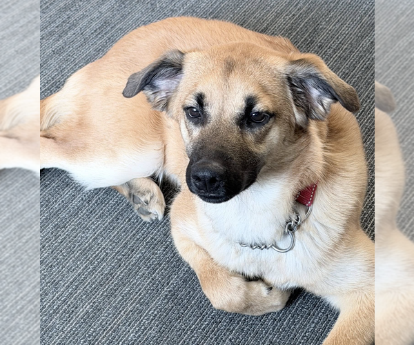 Medium Photo #3 Border Collie-Unknown Mix Puppy For Sale in Anchorage, AK, USA