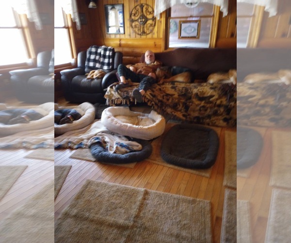 Medium Photo #2 Doberman Pinscher-German Shepherd Dog Mix Puppy For Sale in Frenchburg, KY, USA