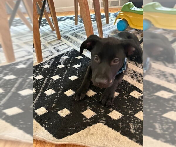 Medium Photo #6 Labrador Retriever-Unknown Mix Puppy For Sale in Brewster, NY, USA