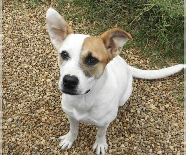 Medium Photo #3 American Bulldog-Unknown Mix Puppy For Sale in Anniston, AL, USA