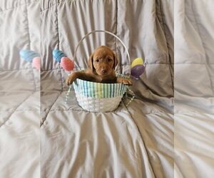 Medium Labrador Retriever