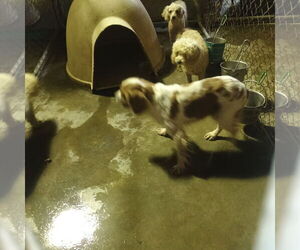 Cavalier King Charles Spaniel Dogs for adoption in Bonifay, MO, USA