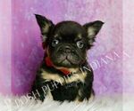 Small Photo #23 French Bulldog Puppy For Sale in WARSAW, IN, USA