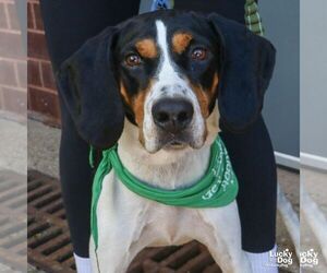 Bluetick Coonhound-Coonhound Mix Dogs for adoption in Washington, DC, USA