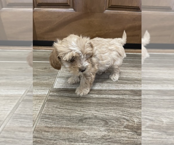 Medium Photo #8 Maltipoo Puppy For Sale in APPLE VALLEY, CA, USA