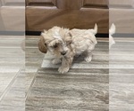 Small #7 Maltipoo