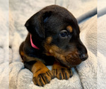 Small #19 Doberman Pinscher