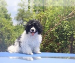 Small #9 Poodle (Toy)