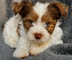 Small #2 Yorkshire Terrier
