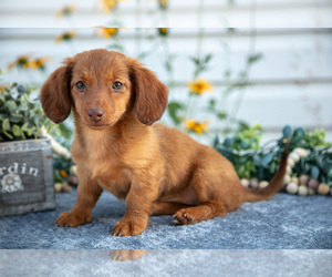 Dachshund Litter for sale in ELIZABETHTOWN, PA, USA
