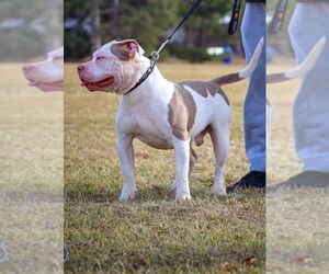 Father of the American Bully puppies born on 04/17/2026