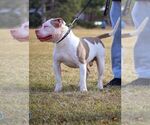 Small Photo #1 American Bully Puppy For Sale in FRIDLEY, MN, USA