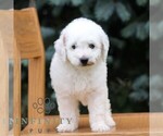 Small #2 Goldendoodle (Miniature)
