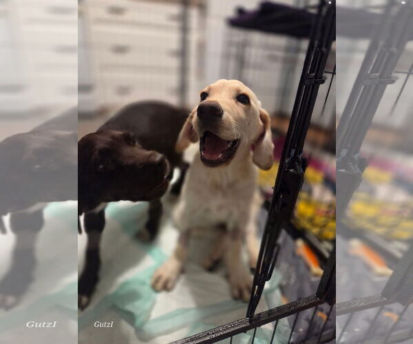 Medium Photo #8 Labrador Retriever-Unknown Mix Puppy For Sale in Fort Worth, TX, USA