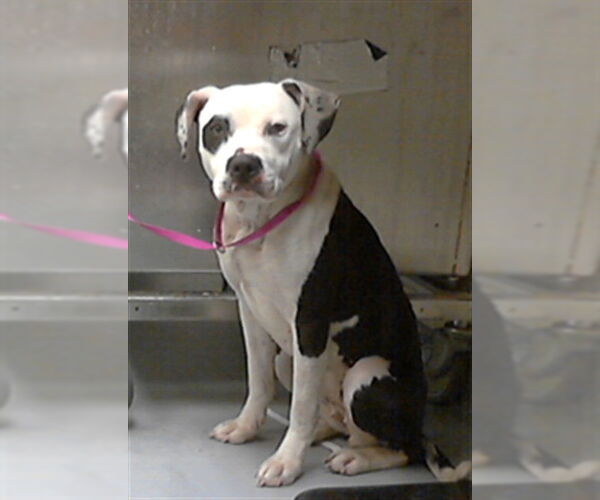 Medium Photo #1 Mutt Puppy For Sale in Fayetteville, NC, USA