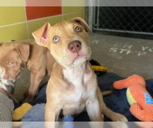 Mutt Dogs for adoption in Redwood City, CA, USA