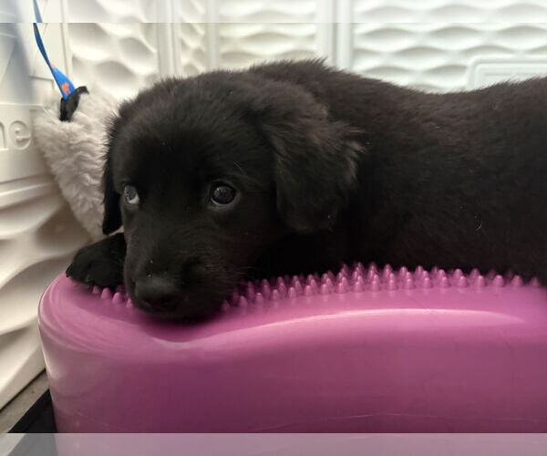 Medium Photo #1 Bearded Collie-Labrador Retriever Mix Puppy For Sale in Holly Springs, NC, USA