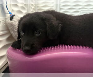 Bearded Collie-Labrador Retriever Mix Dogs for adoption in Holly Springs, NC, USA