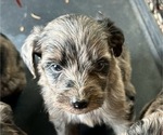 Puppy Aurora Aussiedoodle