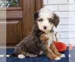 Silas - Male Bernedoodle (Miniature) Puppy for Sale - Photo #3