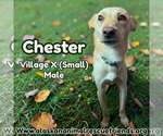 Chester - Male Colonial Cocker Spaniel-Unknown Mix Dog for Adoption - Small photo